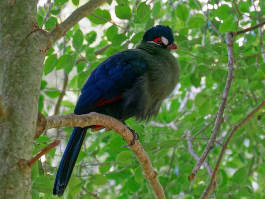 Weißohrturako (Menelikornis leucotis)