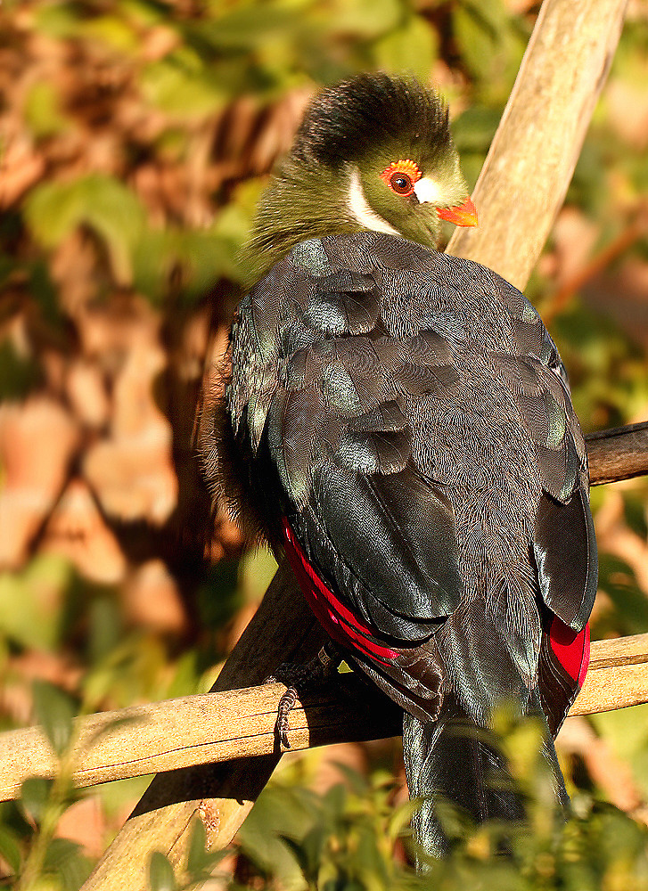 Weißohrturako (Tauraco leucotis)