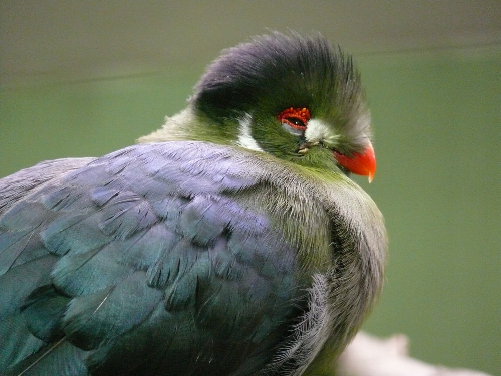 Weißohrturako (Zoo Berlin)