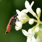 Weißpunkt-Bodenwanze Profil