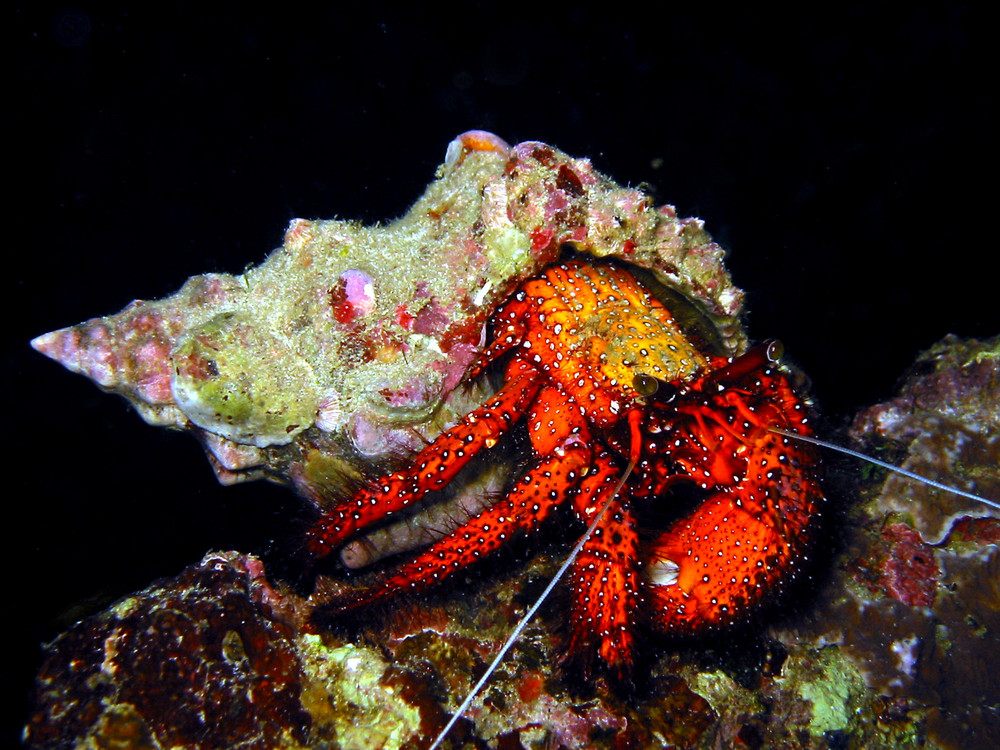 Weisspunkt Einsiedlerkrebs, White Spotted Hermit Crab, Dardanus megistos