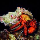 Weisspunkt Einsiedlerkrebs, White Spotted Hermit Crab, Dardanus megistos