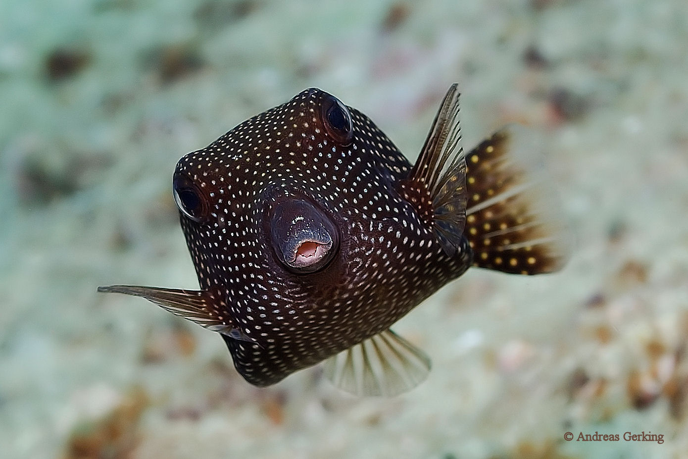 Weißpunkt-Kofferfisch (Ostracion meleagris)