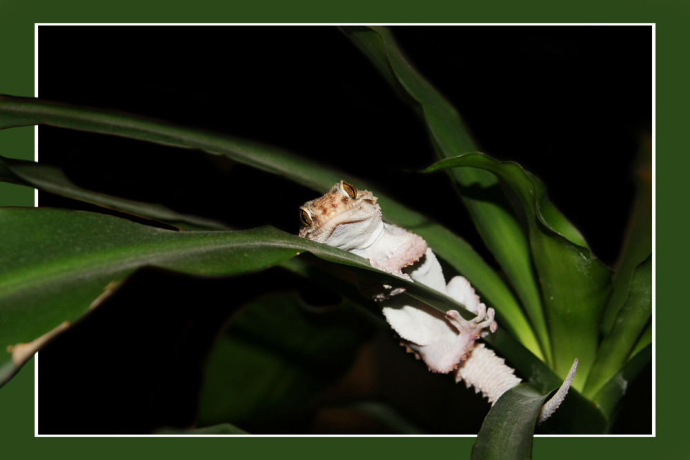 Weißpunktgecko (Pachydactylus bibronii)