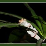 Weißpunktgecko (Pachydactylus bibronii)