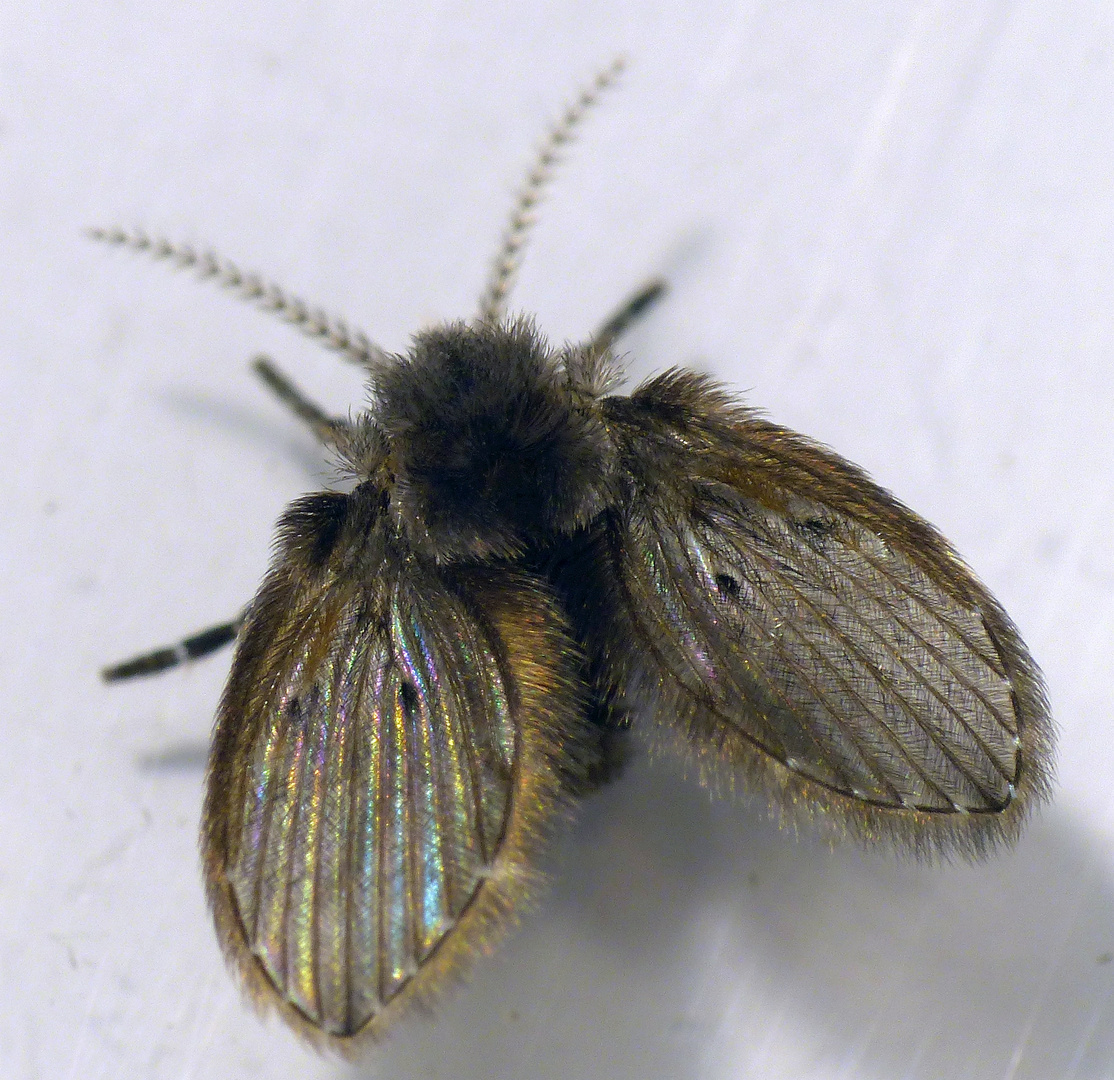 Weißpunktierte Schmetterlingsmücke (Clogmia albipunctata)