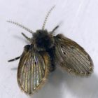 Weißpunktierte Schmetterlingsmücke (Clogmia albipunctata)