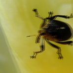 Weißpunktiger Schwertlilienrüssler - Braune Randwanze (Gonocerus acuteangulatus)