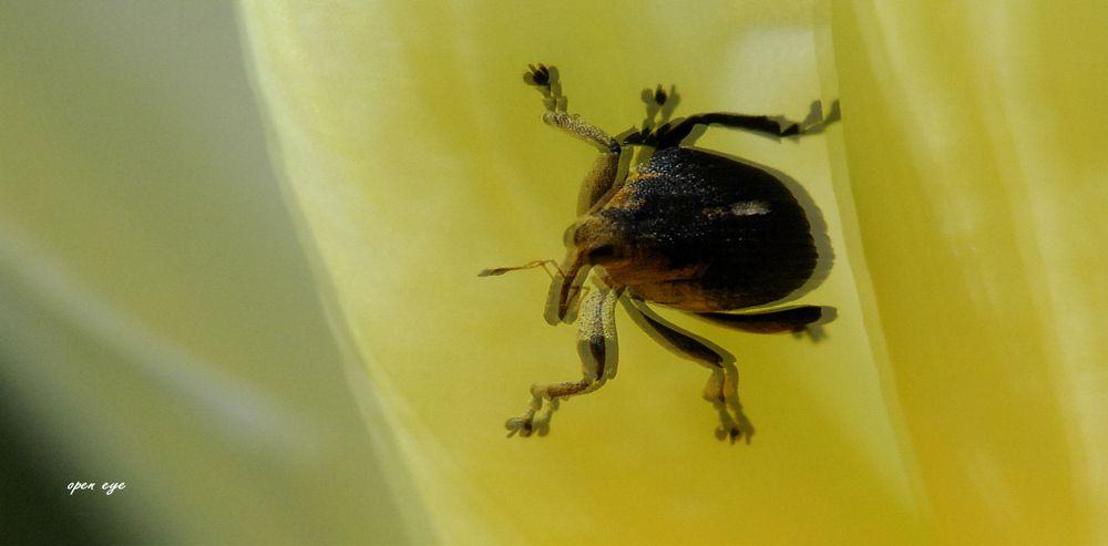 Weißpunktiger Schwertlilienrüssler - Braune Randwanze (Gonocerus acuteangulatus)