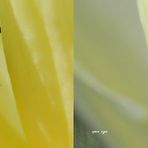 Weißpunktiger Schwertlilienrüssler - Kreuzblick