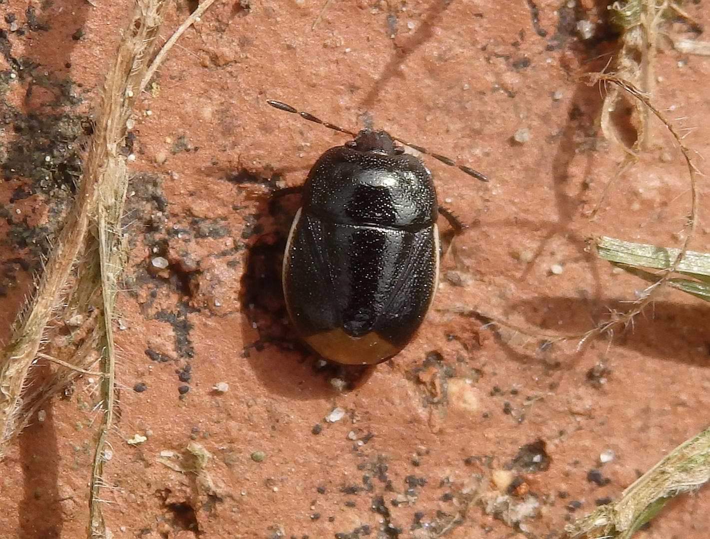 Weißrand-Wanze (Legnotus limbosus)