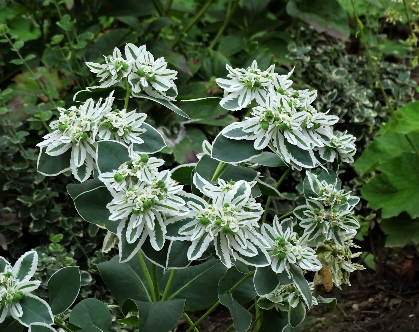 WeißrandWolfsmilch Foto & Bild natur, landschaft, blumen Bilder auf