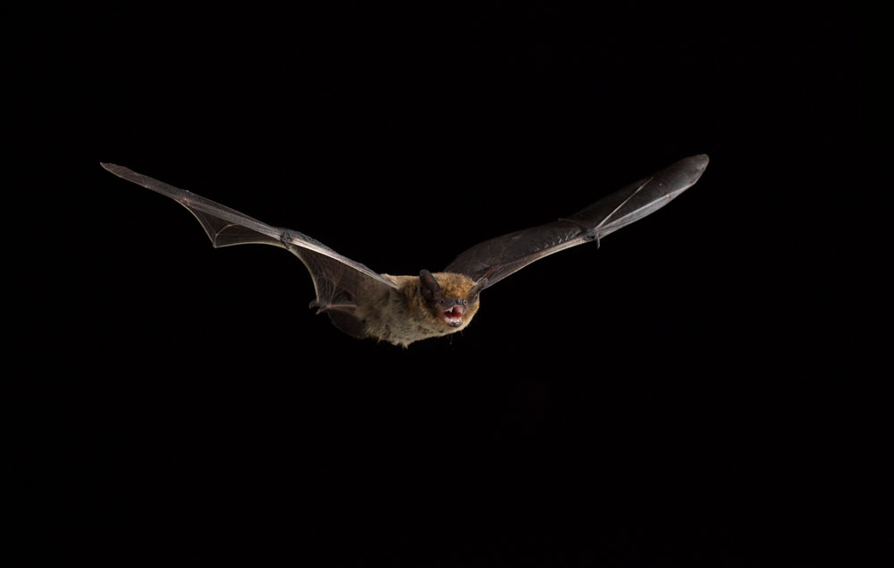 Weißrandfledermaus (Pipistrellus kuhlii)