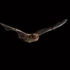 Weißrandfledermaus (Pipistrellus kuhlii)