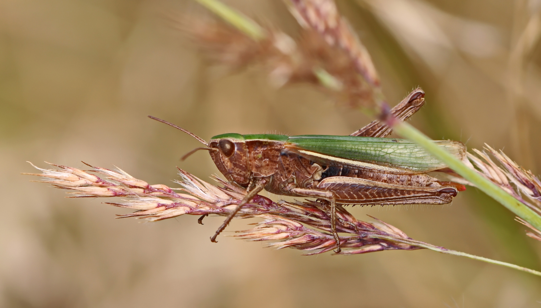 Weißrandige Grashüpfer,Chorthippus albomarginatus