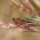 Weißrandige Grashüpfer,Chorthippus albomarginatus