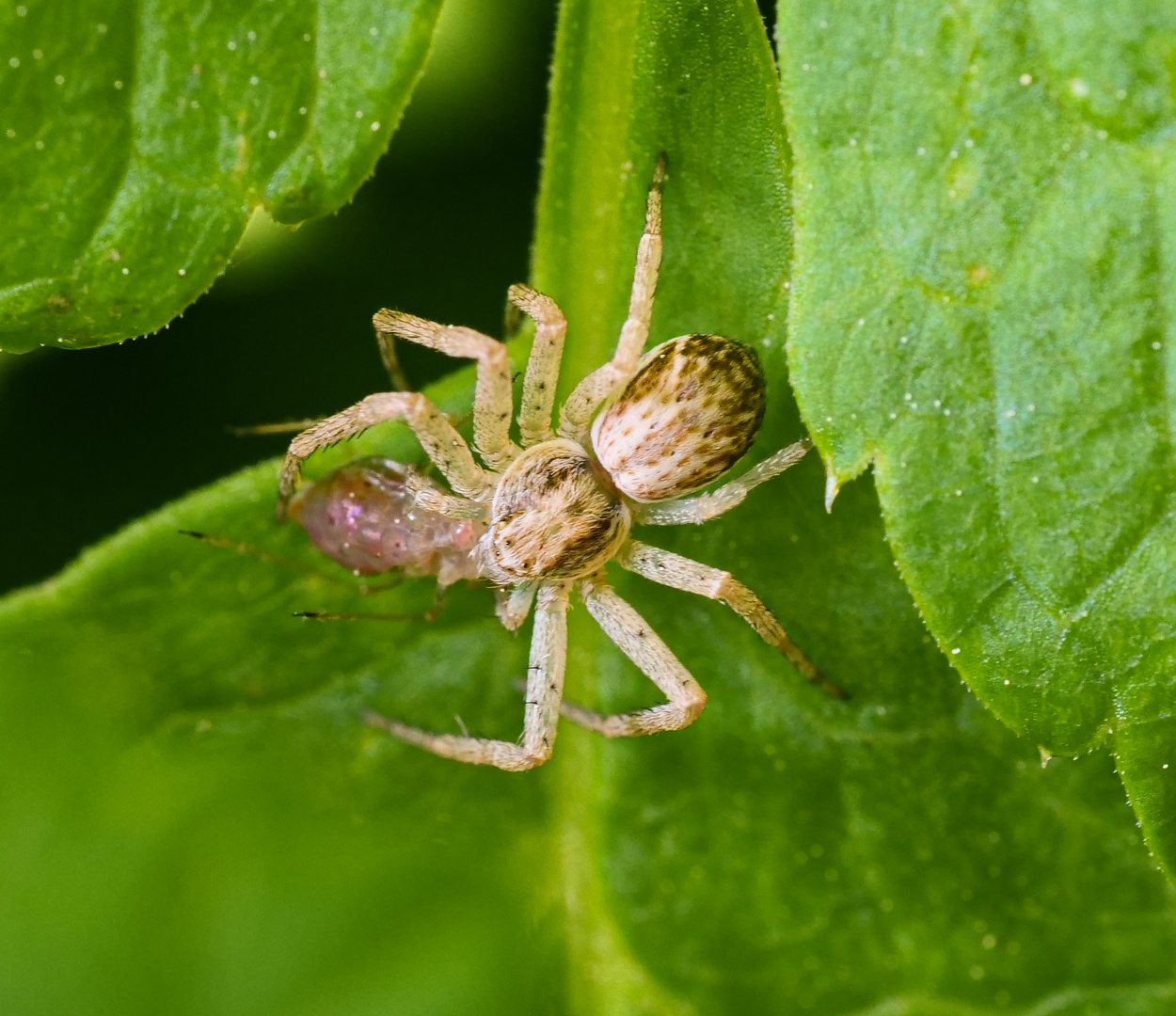 Weißrandiger Flachstrecker