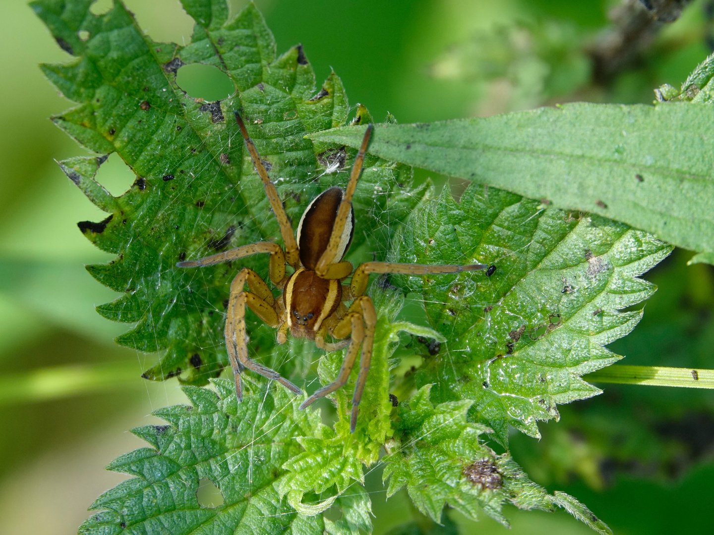 Weissrandiger Flachstrecker