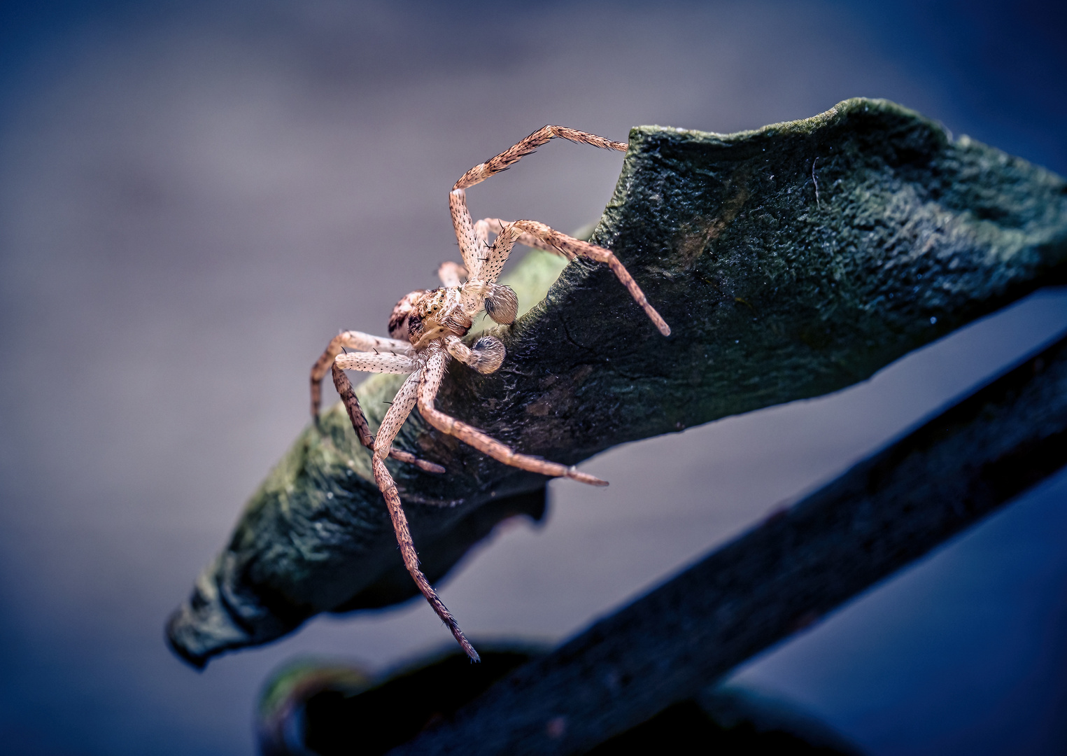 Weißrandiger Flachstrecker (Philodromus dispar).