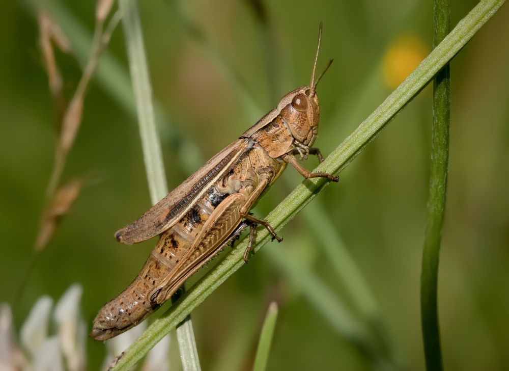 weißrandiger grashüpfer