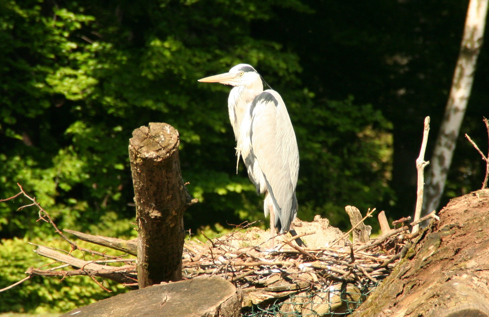 Weißreiher im Donaudelta