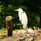 Weißreiher im Donaudelta