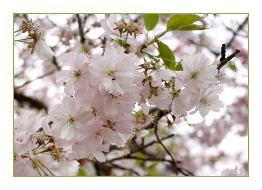 Weißrosa Blütentraum von Schmidpeter Renate 