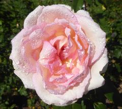 weißrosa Prachtrosenblüte mit Wassertropfen