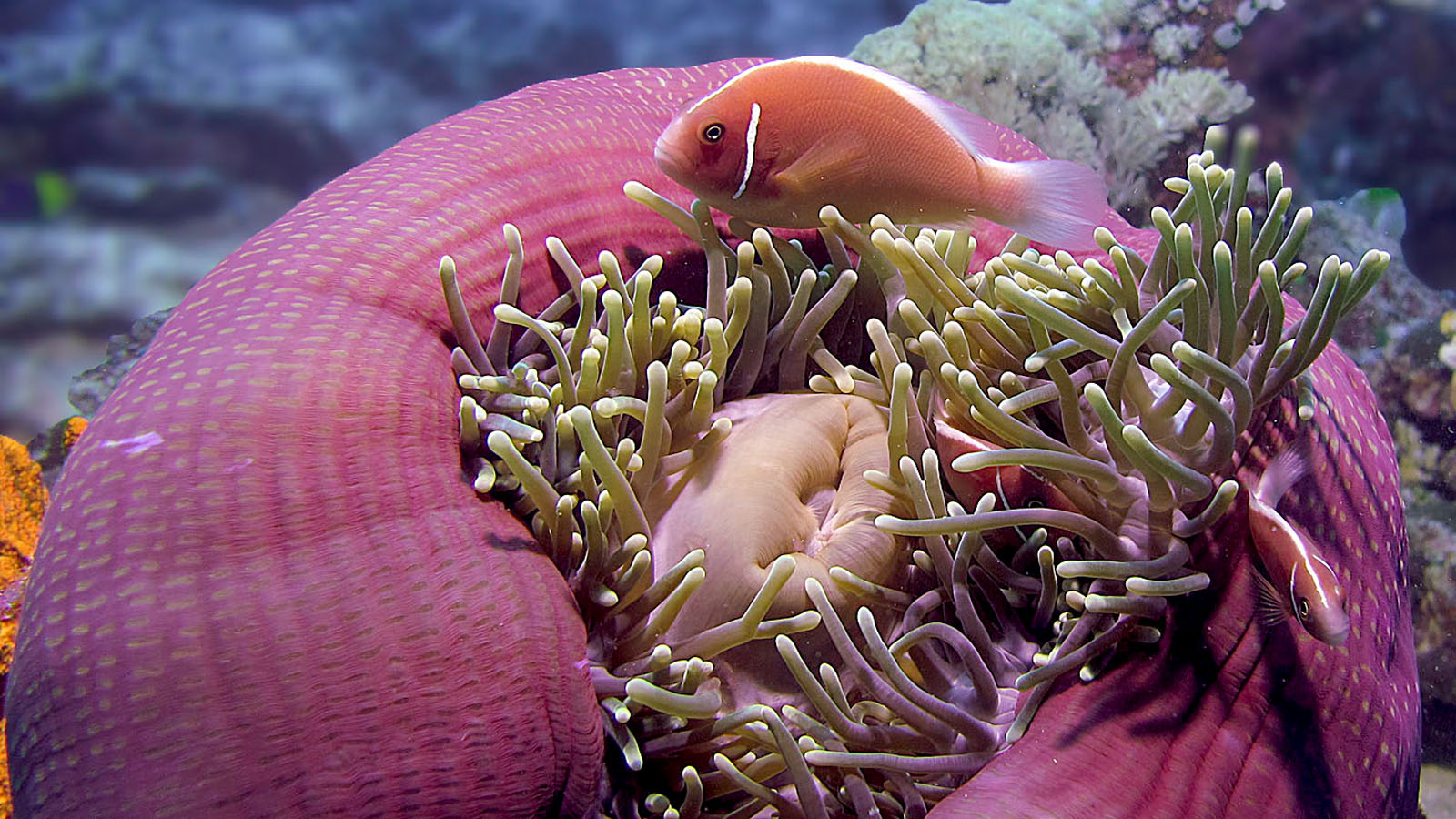 Weißrücken Anemonenfisch mit Prachtanemone