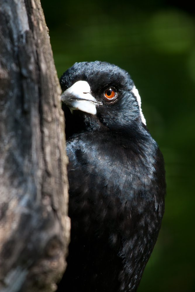 - Weißrücken - Flötenvogel -