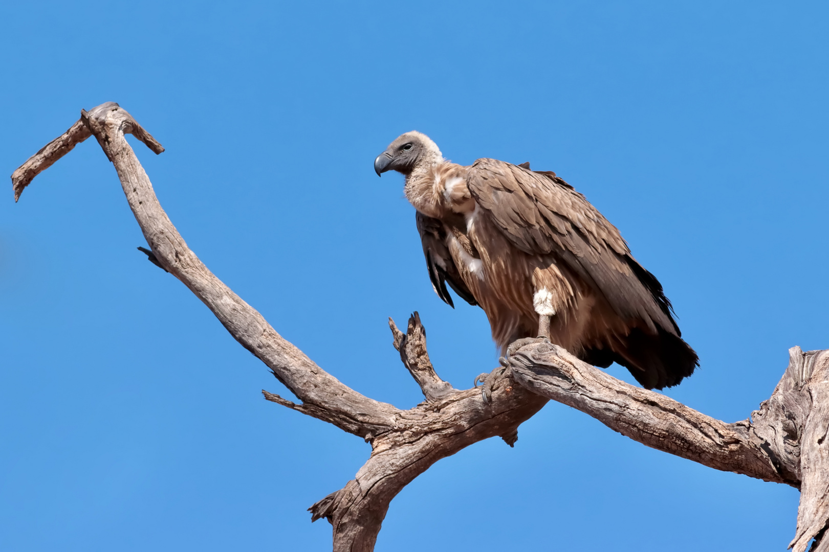 Weißrückengeier, Botswana (Chobe River Front)