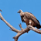 Weißrückengeier, Botswana (Chobe River Front)