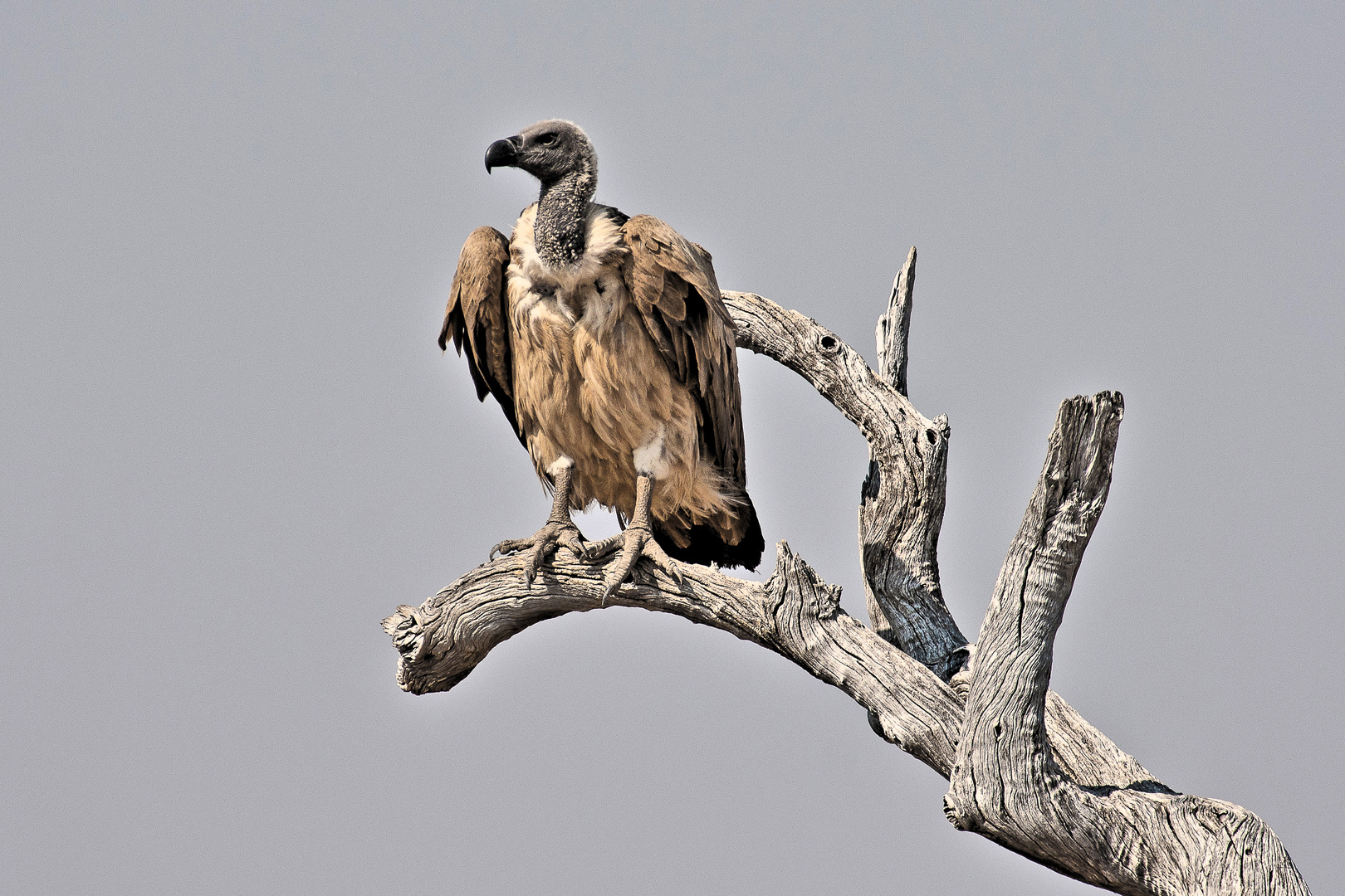 Weißrückengeier - Gyps africanus