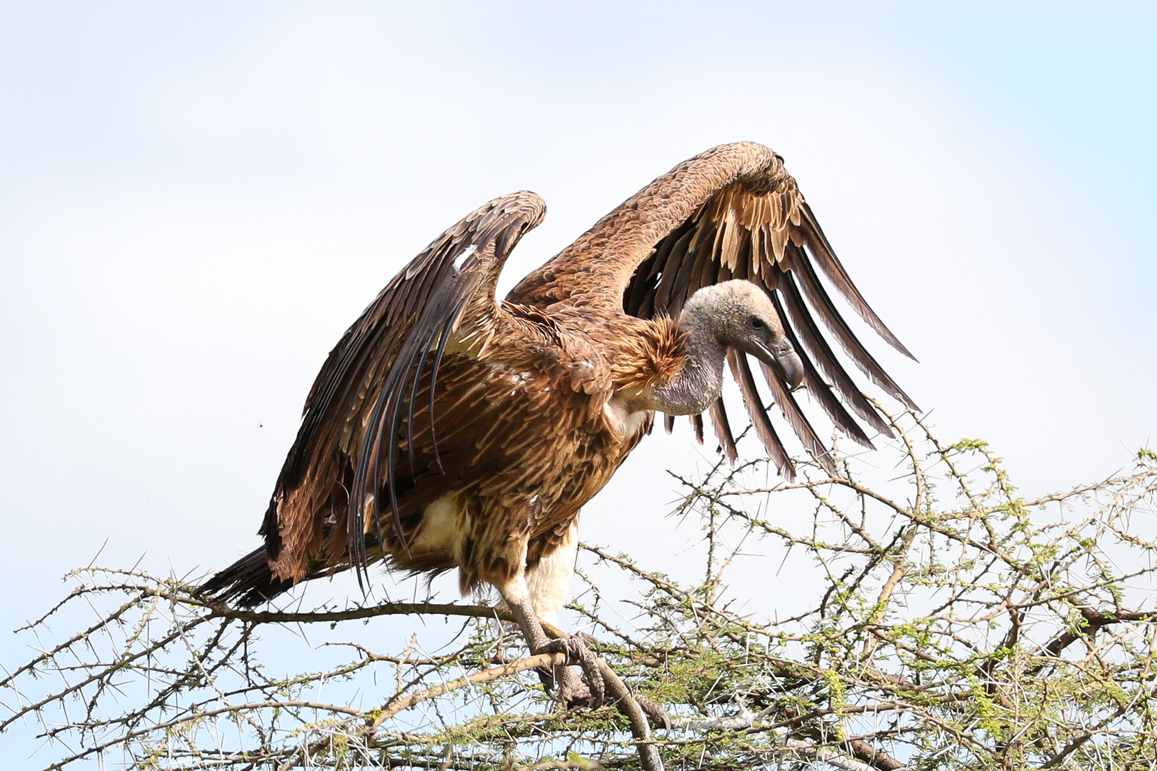 Weißrückengeier (Gyps africanus)