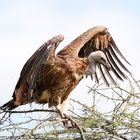 Weißrückengeier (Gyps africanus)