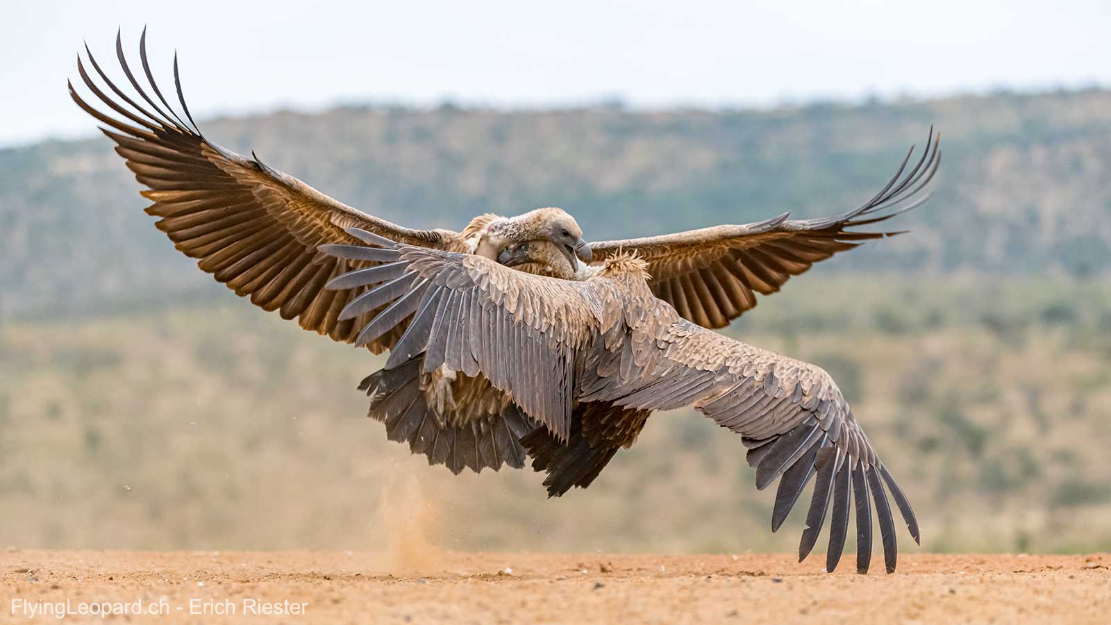 Weissrückengeier (Gyps africanus - African white-backed vulture)