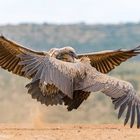 Weissrückengeier (Gyps africanus - African white-backed vulture)