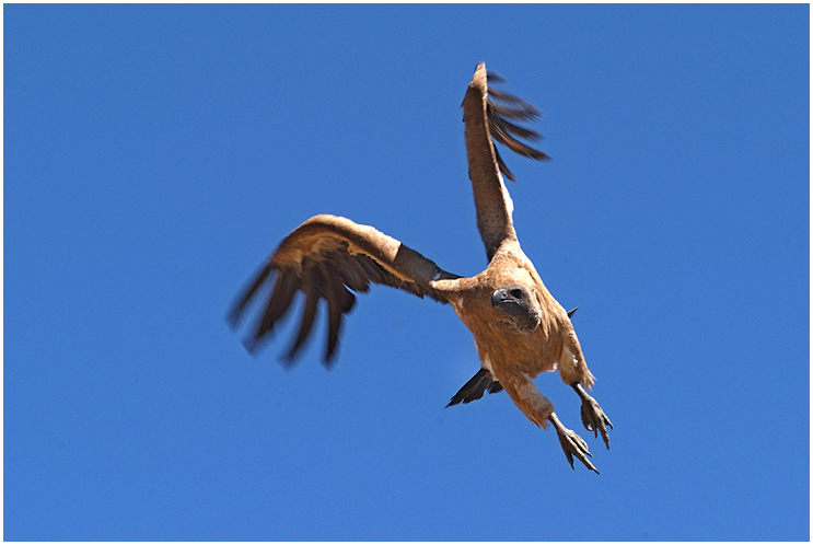 Weissrückengeier im Anflug