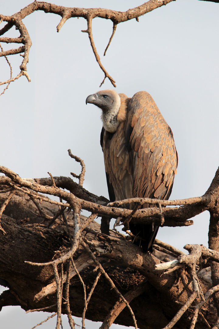 Weißrückengeier im Nationalpark Amboseli, Kenia