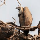 Weißrückengeier im Nationalpark Amboseli, Kenia