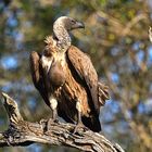 Weissrueckengeier Kruger Nationalpark bei Tamboti