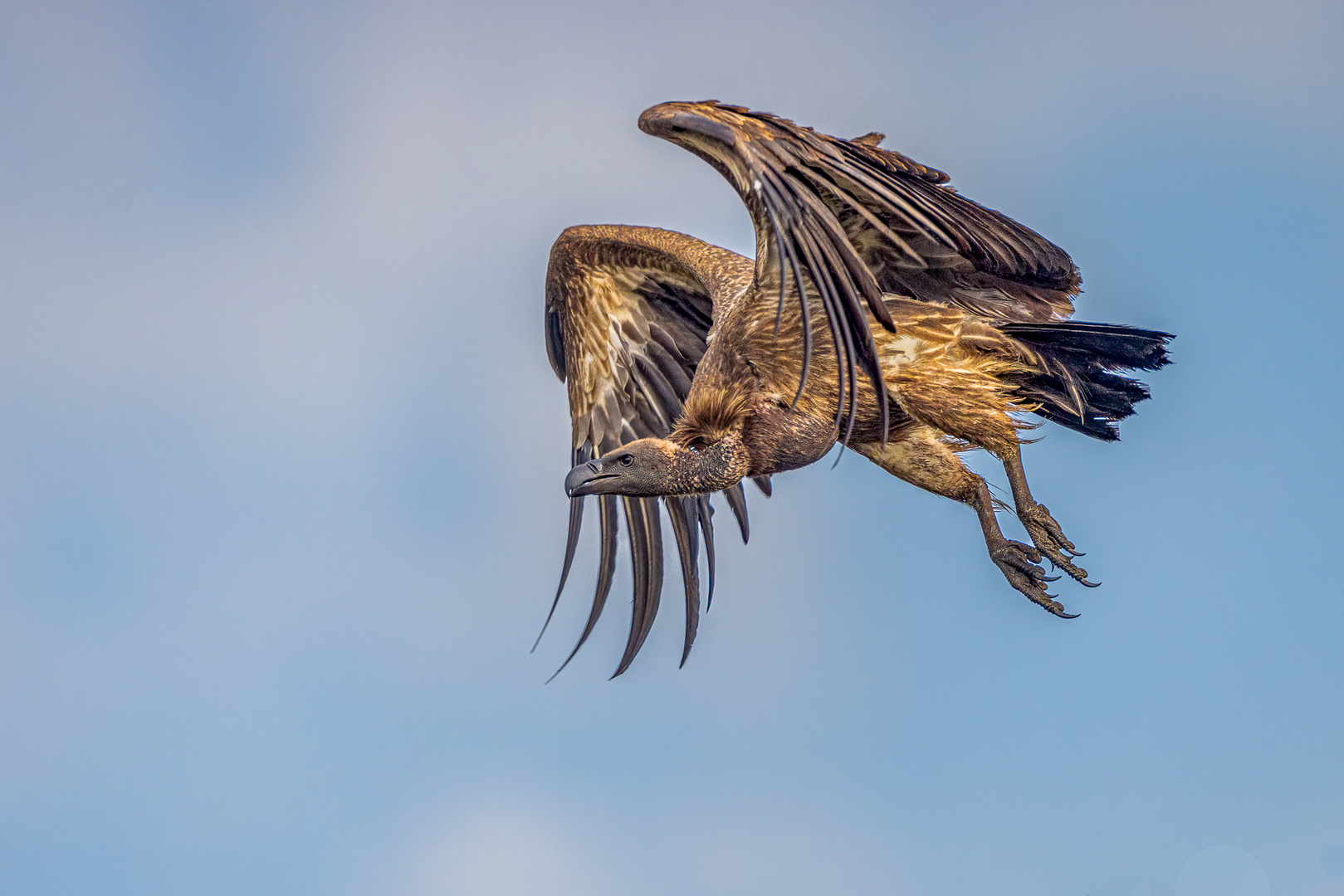 Weißrückengeier (White-backed vulture)