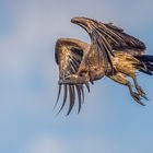 Weißrückengeier (White-backed vulture)