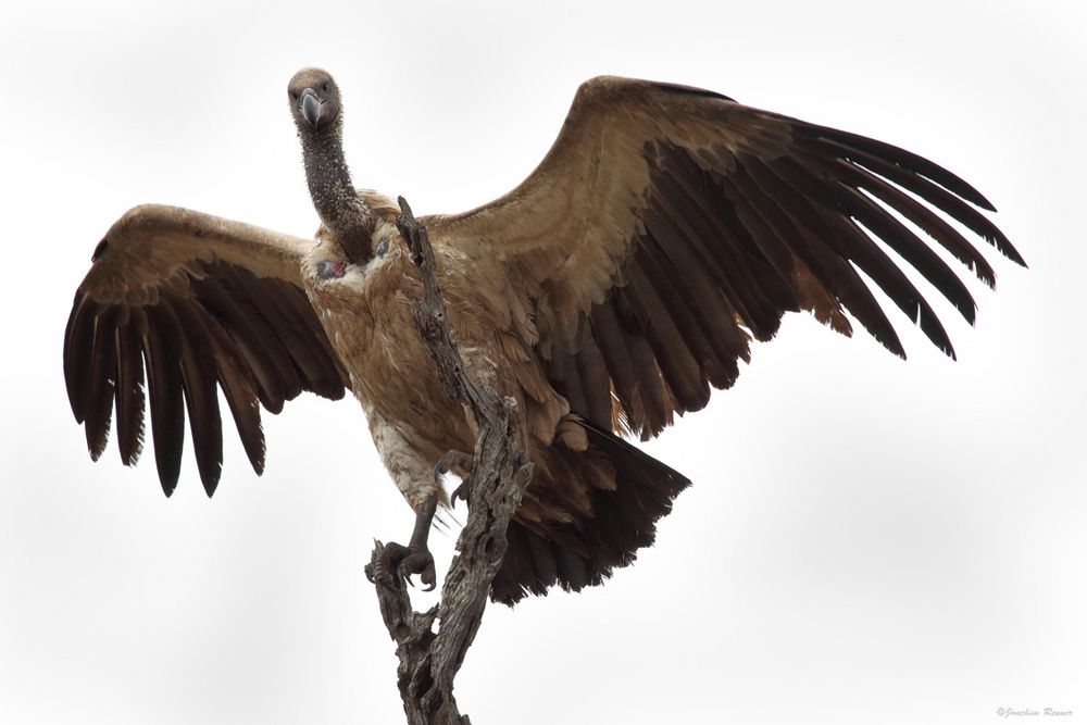 Weißrückengeier - White Backed Vulture