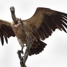 Weißrückengeier - White Backed Vulture
