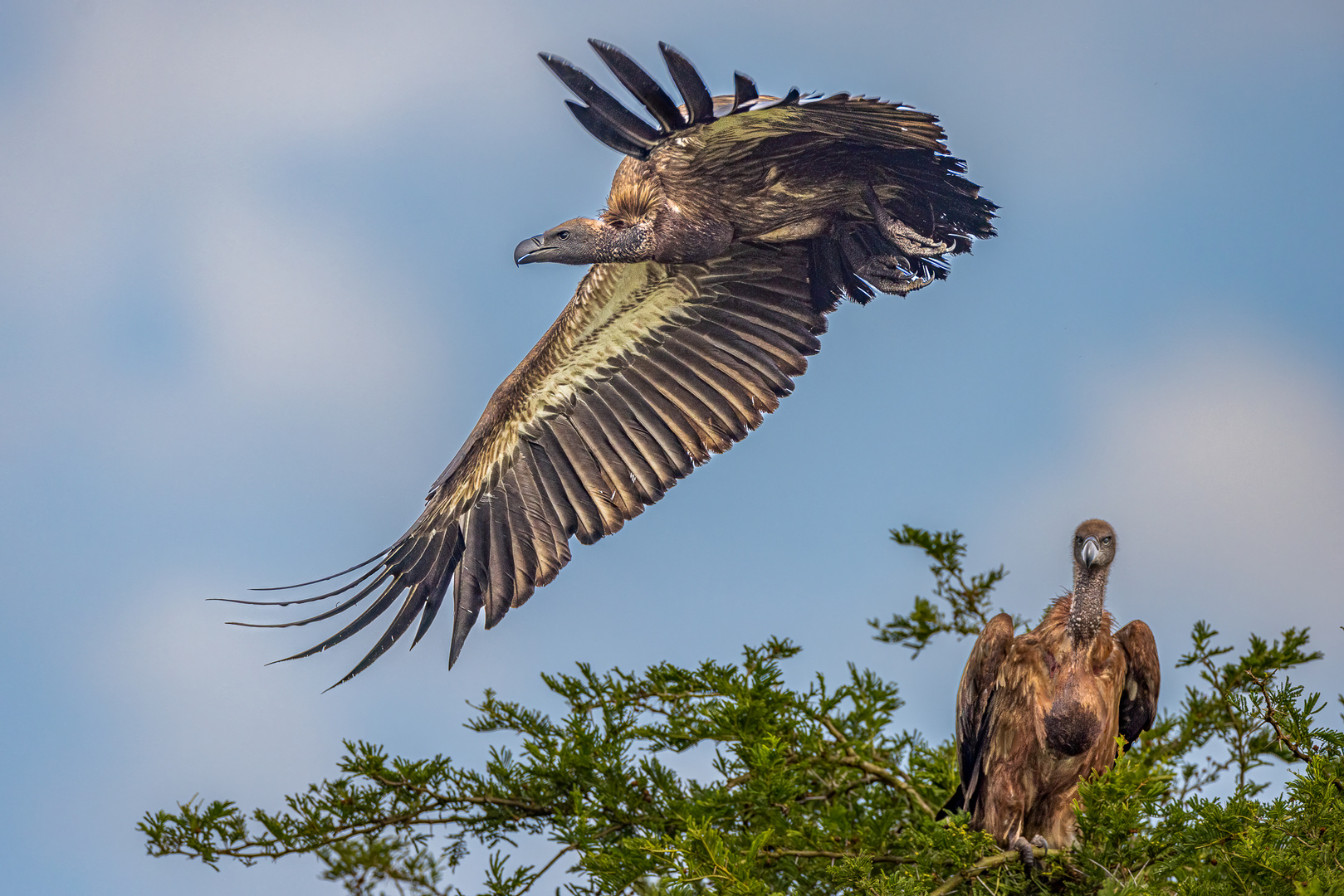 Weißrückengeier (White-backed vulture)