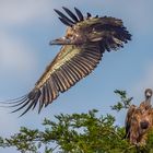 Weißrückengeier (White-backed vulture)