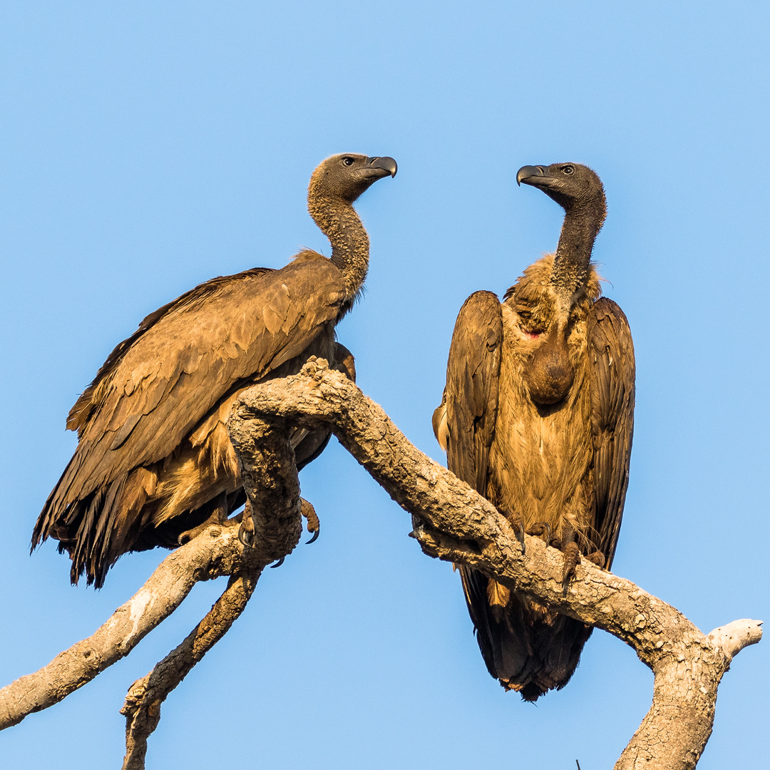 Weißrückengeier, White Backed Vultures