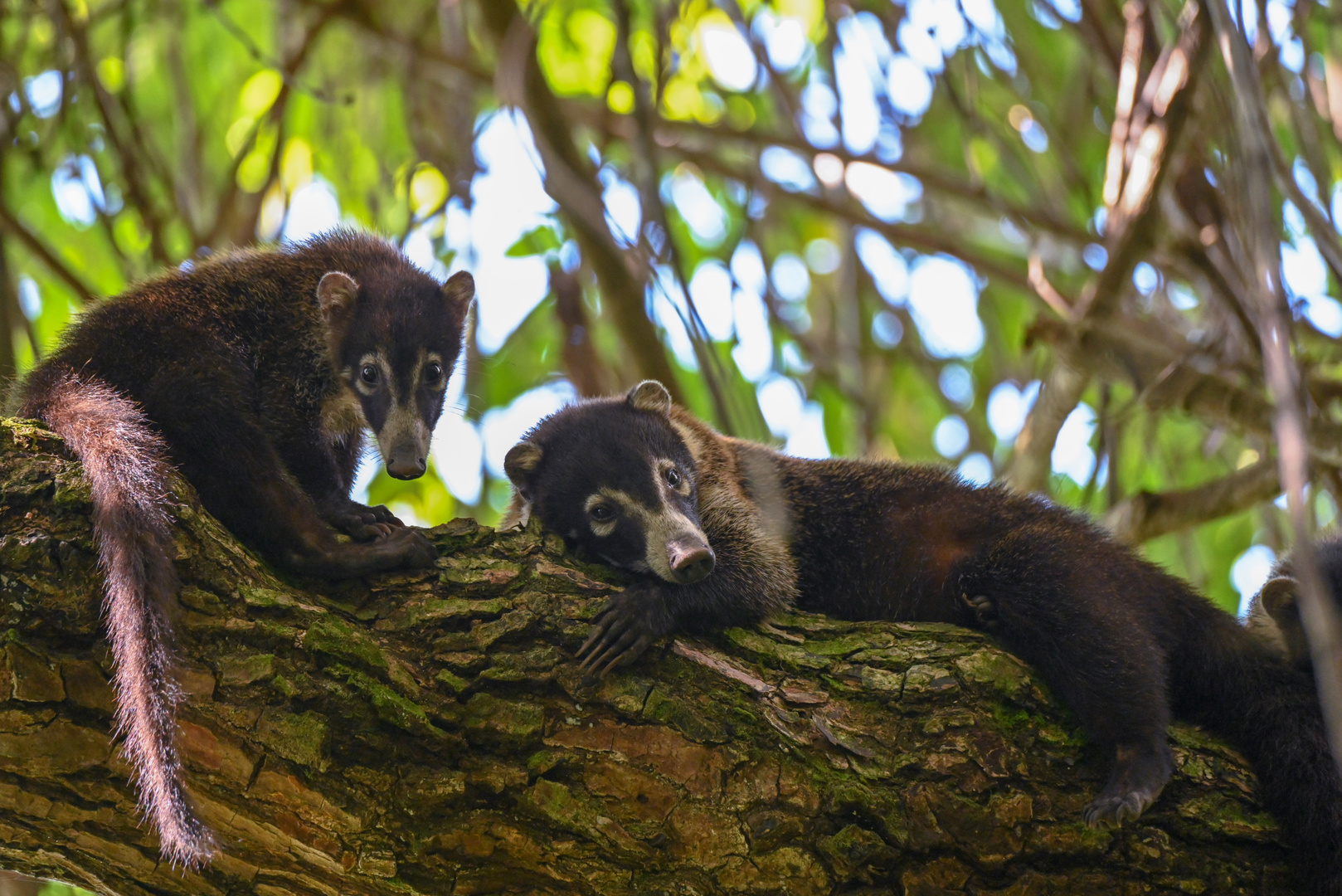 Weissrüssel-Nasenbär