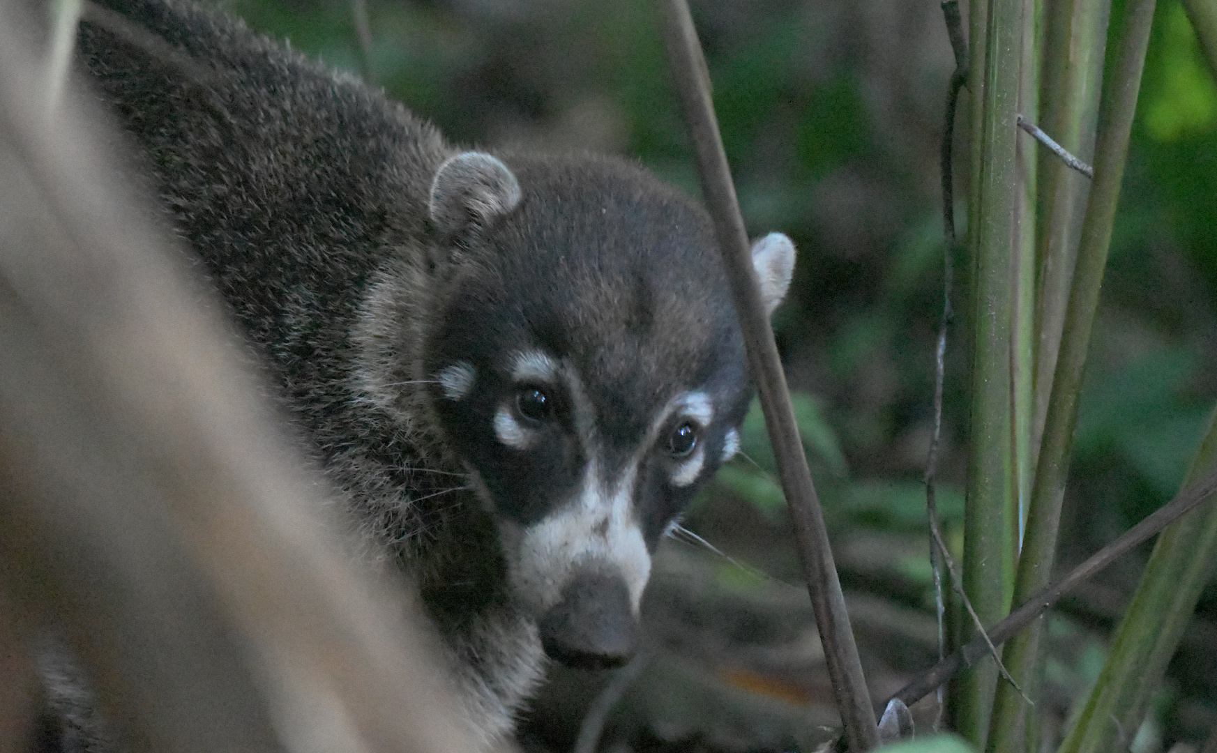 Weissrüssel-Nasenbär